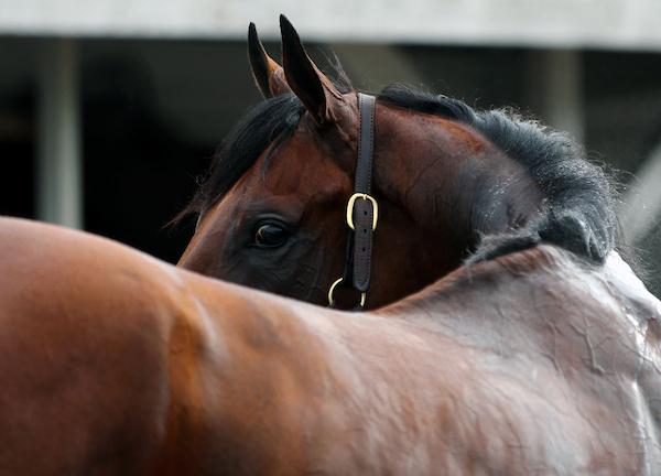 American Pharoah, 2015 Kentucky Derby, 2015 Belmont Stakes, Triple Crown, Victor Espinoza, Bob Baffert, Zayat Stables, America's Best Racing, horse racing, ABR